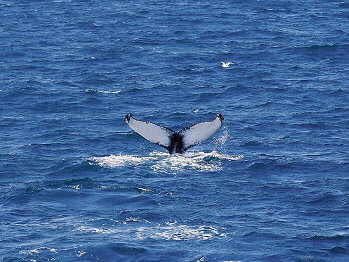 Walbeobachtung gehrt zu den beliebtesten Touristenattraktionen - und man sieht sie wirklich!